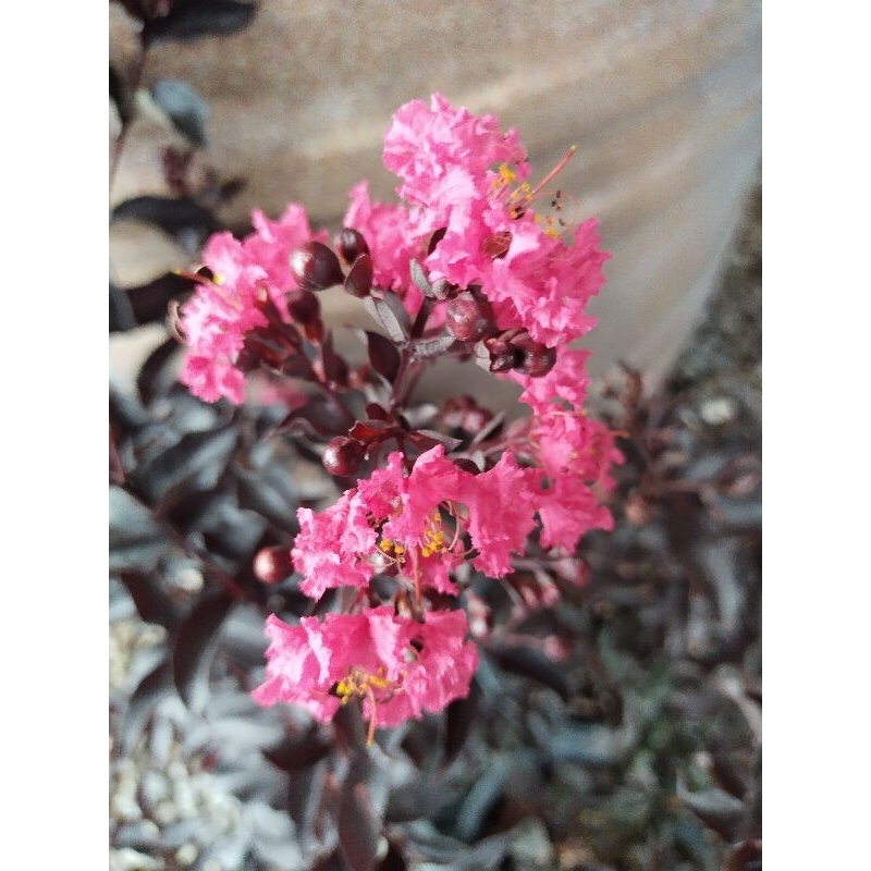 Black diamond crape myrtle ยี่เข่งใบดำ ยี่เข่งพันธุ์แบลค ไดมอนส์