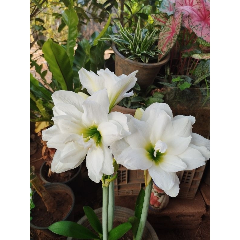 ว่านสี่ทิศฮอลแลนด์ สี มินิไวท์(ไซส์เล็ก)หัวสดไม่แทงช่อ