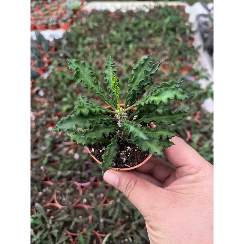 ไดโนเสาร์ใบหยัก บูโฟเบีย