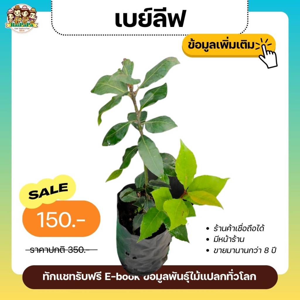 ต้นเบย์ลีฟ หรือ ใบกระวาน (Bay leaf) สมุนไพรฝรั่ง ใช้ปรุงอาหาร แต่งกลิ่นอาหาร ให้กลิ่นคล้ายออริกาโน่