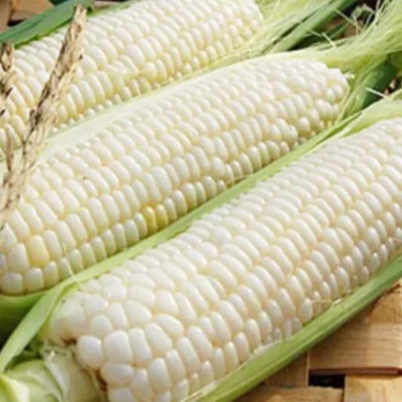 เมล็ดพันธุ์ข้าวโพดข้าวเหนียว300 เมล็ด 39 บาทซื้อ 2 แถม 1 ซอง - รูปที่ 2