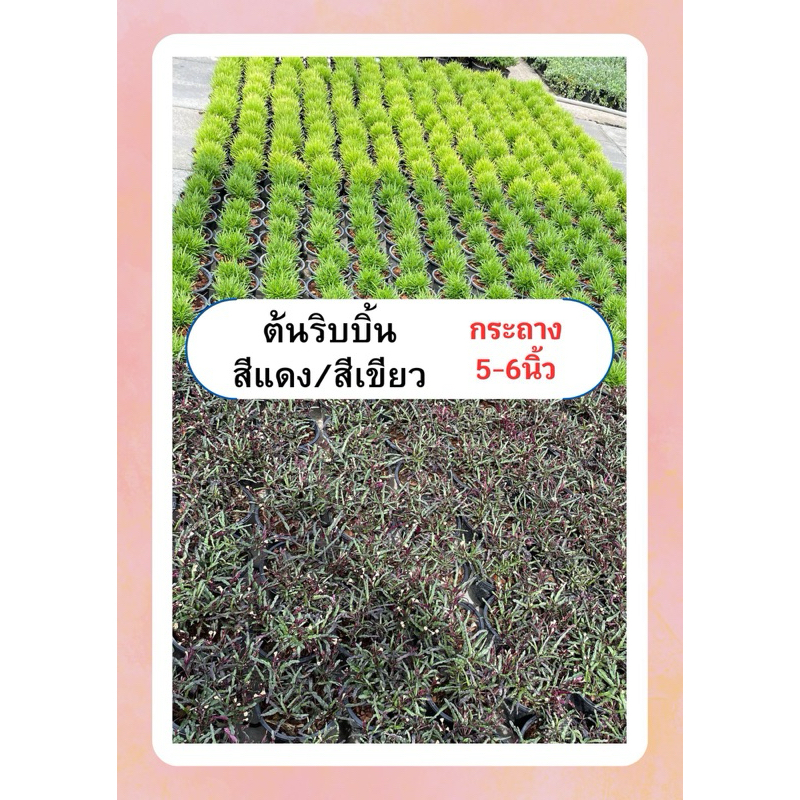 ต้นริบบิ้น ริบบิ้นเขียว ริบบิ้นแดง ไม้พุ่ม เลี้ยงง่าย มีดอก กระถาง6นิ้ว