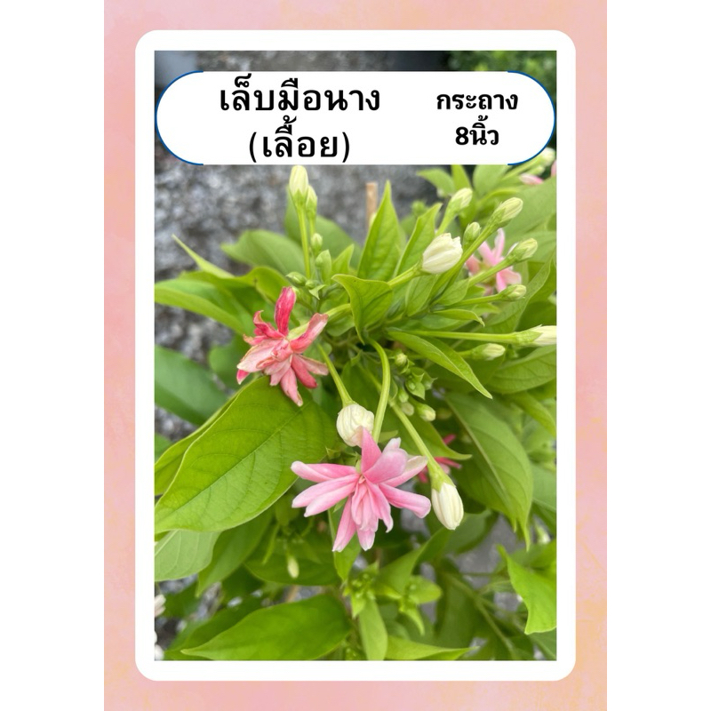 ต้นเล็บมือนาง เลื้อย ดอกหอม ทนแดด ส่งพร้อมดอก กระถาง8นิ้ว