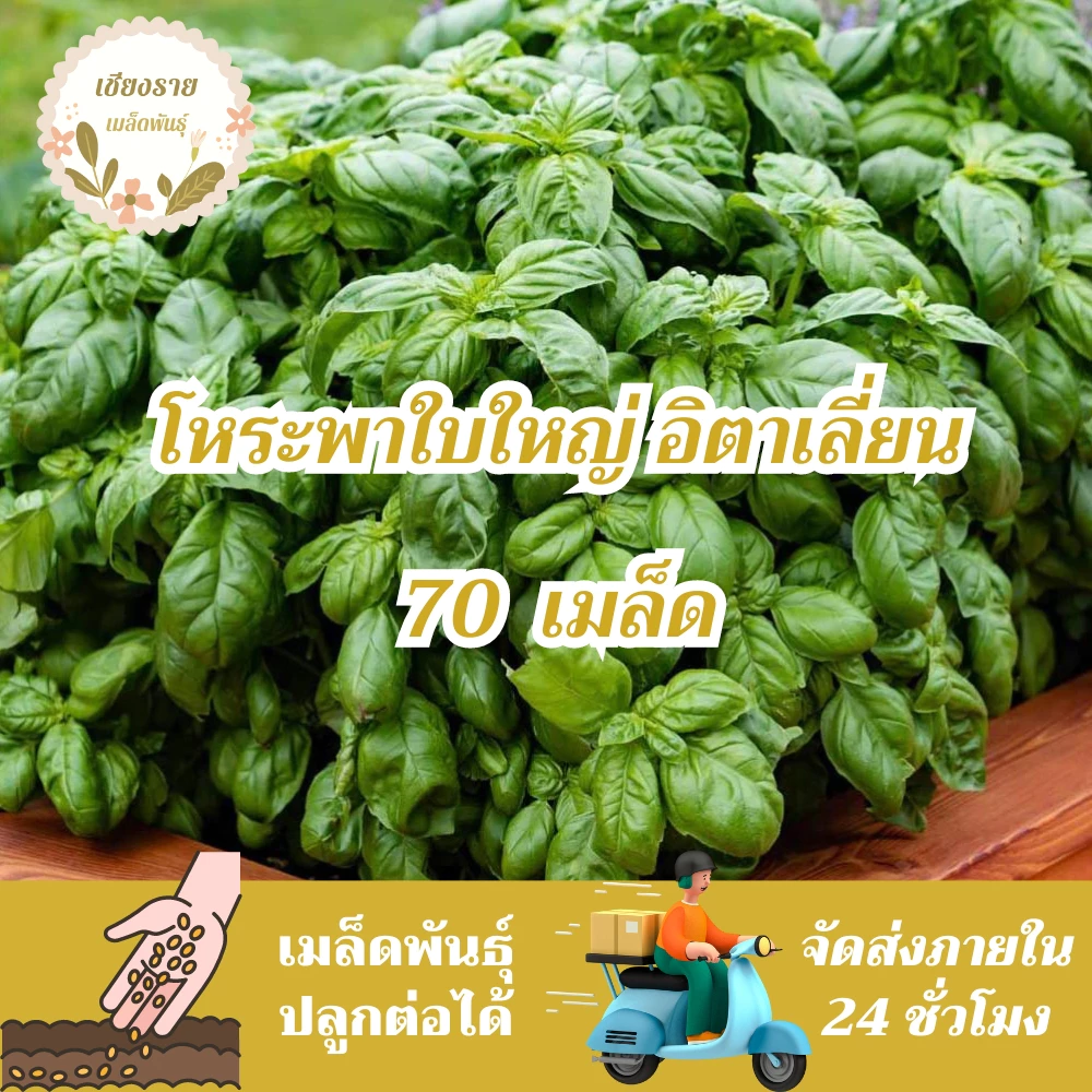 เมล็ดพันธุ์ โหระพาใบใหญ่ อิตาเลี่ยน เบซิลใบใหญ่ 70 เมล็ด Large Leaf Italian Basil เมล็ดพันธุ์แท้100% นำเข้าจากต่างประเทศ