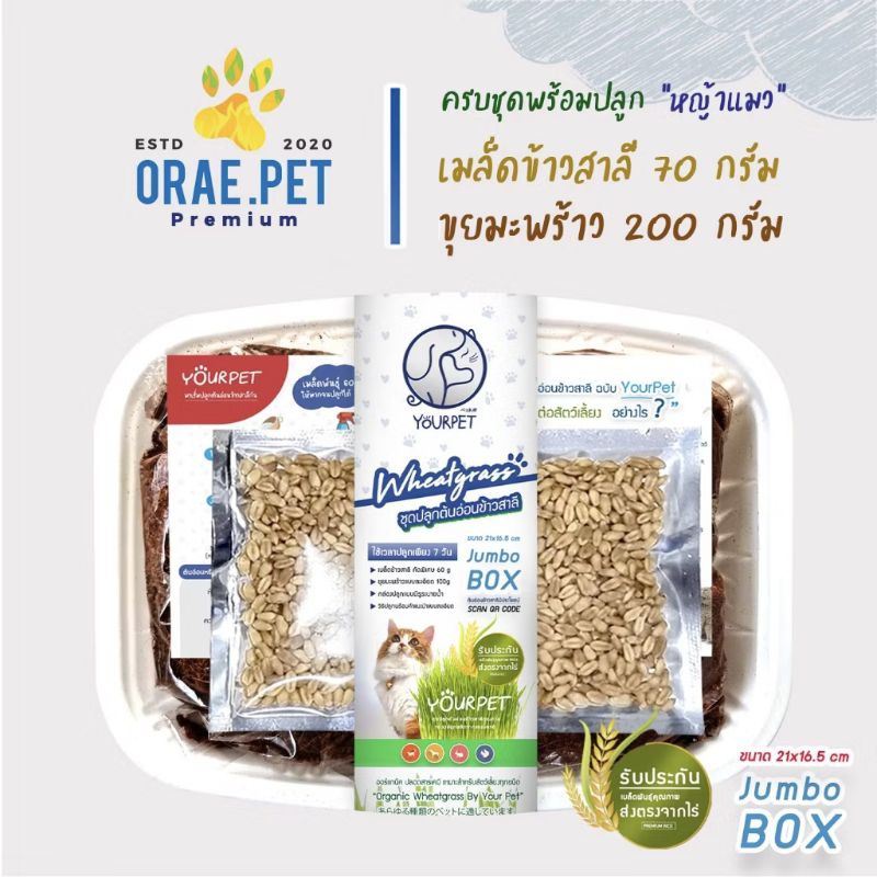 หญ้าแมว ครบชุด ปลูกง่าย มีคู่มือแนะนำแบบละเอียด ต้นอ่อนข้าวสาลี เมล็ดพันธุ์เกรดคุณภาพ