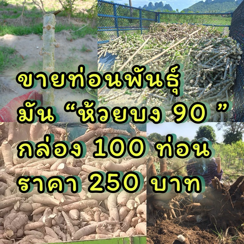 พันธุ์มัน ท่อนพันธุ์ มันห้วยบง 90 กล่องละ 100 ท่อน