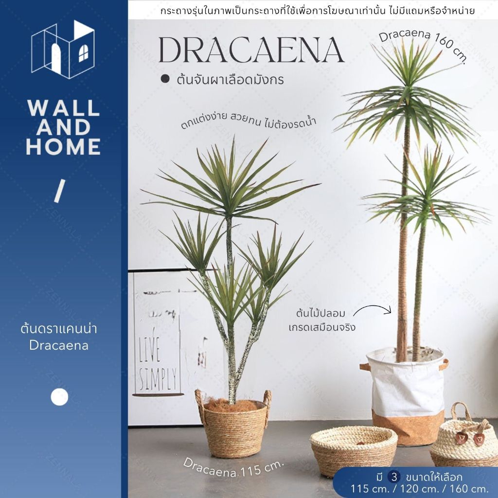ฟรีตะกร้าสาน ต้นดราแคนน่า Dracaena draco ดราแคนน่า จันผาเลือดมังกร จันแดงทะเล ต้นไม้ปลอม