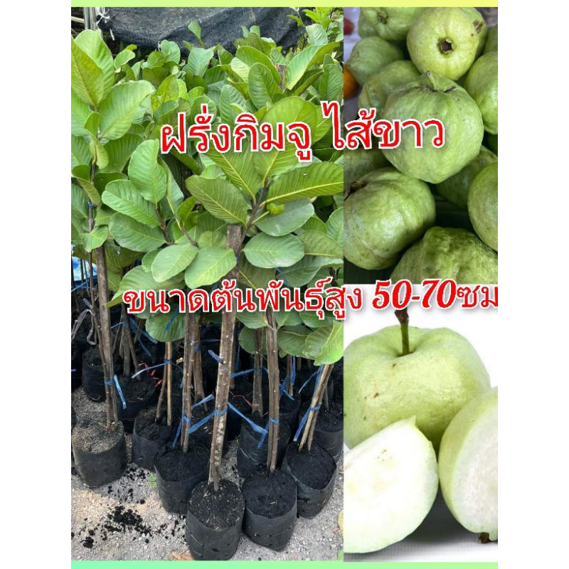 ต้นฝรั่งกิมจู เนื้อสีขาว เปลือกบาง หวานกรอบ ปลูกง่าย ขายต้นพันธุ์ ขนาดต้น 50-70ซม.