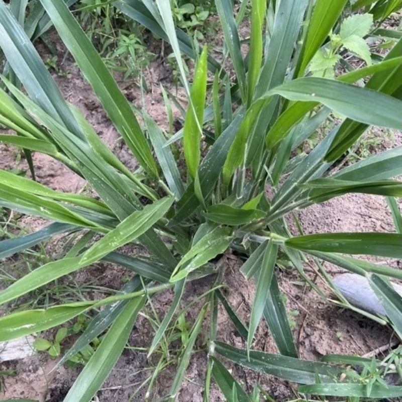 ✅ เมล็ดหญ้ามูลาโต้2 ขนาด 1 กิโลกรัม พร้อมปลูก ทนแล้ง กอใหญ่ ปลูกง่าย หญ้าวัว ควาย ราคา ถูกที่สุด ดีลบีเคเค แกลเลอรีภาพที่ 4