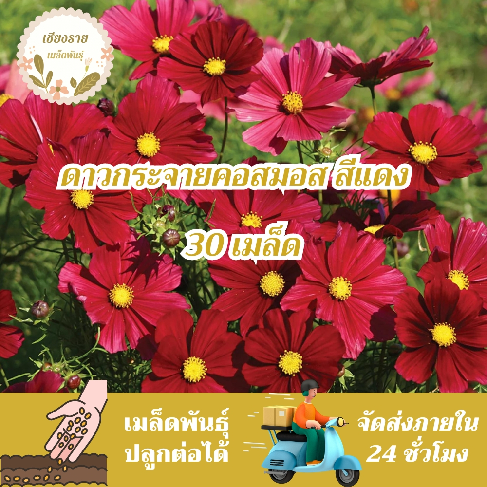 เมล็ดพันธุ์ ดอกดาวกระจาย สีแดง 30 เมล็ด Red Dazzler Cosmos Flower Seed เมล็ดพันธุ์แท้ นำเข้าจากต่างประเทศ ปลูกผัก โตไว