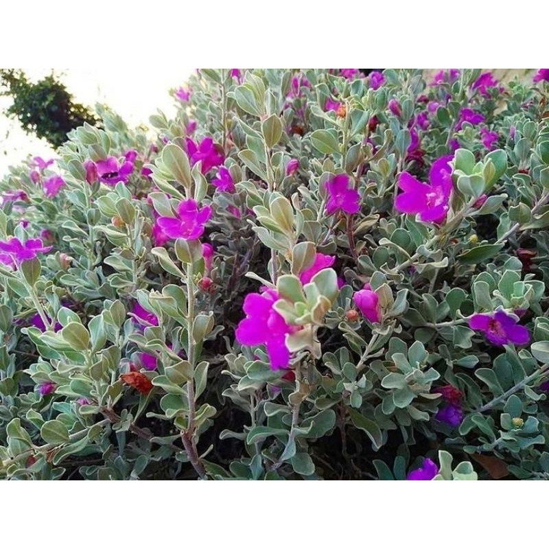 ดอกนีออนสีม่วงเข้มใบบอนเงินเทา1ต้นถุงดำ ไม้ประดับ

