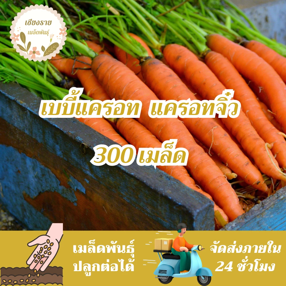 เมล็ดพันธุ์ แครอทจิ๋ว แครอทเบบี้ 300เมล็ด LittleFingers CarrotSeed เมล็ดพันธุ์แท้ นำเข้าจากต่างประเทศ ปลูกผักสวนครัว ดี