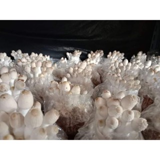 ก้อนเชื้อเห็ดโคนน้อย 5 ก้อน พร้อมคู่มือการดูแล มีสต็อกพร้อมส…