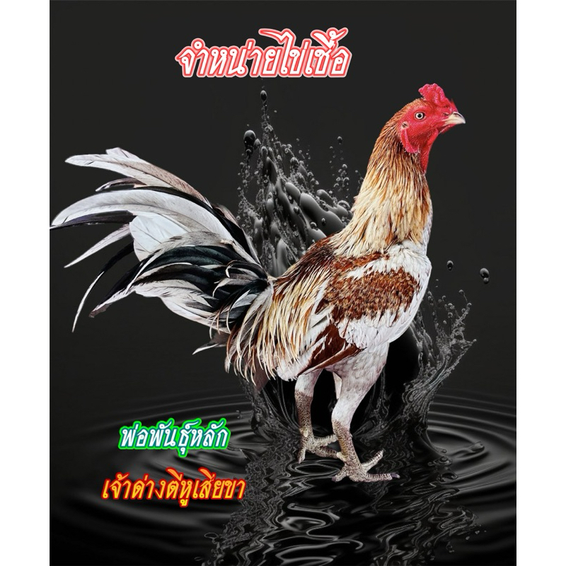 ไข่เชื้อไก่ชน พม่าแผลคมตีหูเสียขา