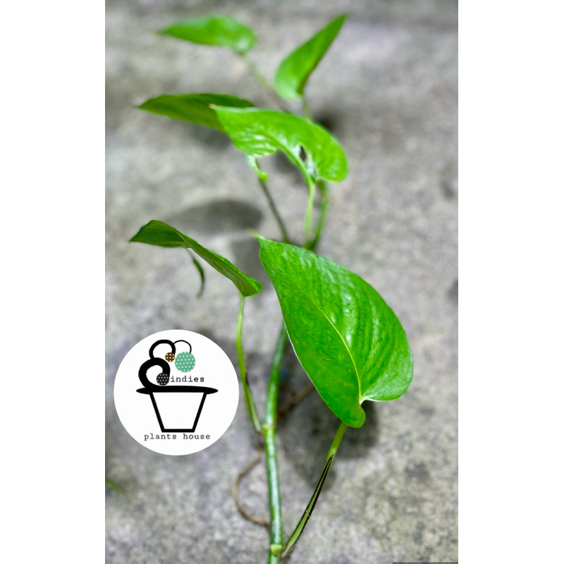 พลูด่าง ARACEAE ไม้เลื้อย ราคาถูก Shopee Lazada