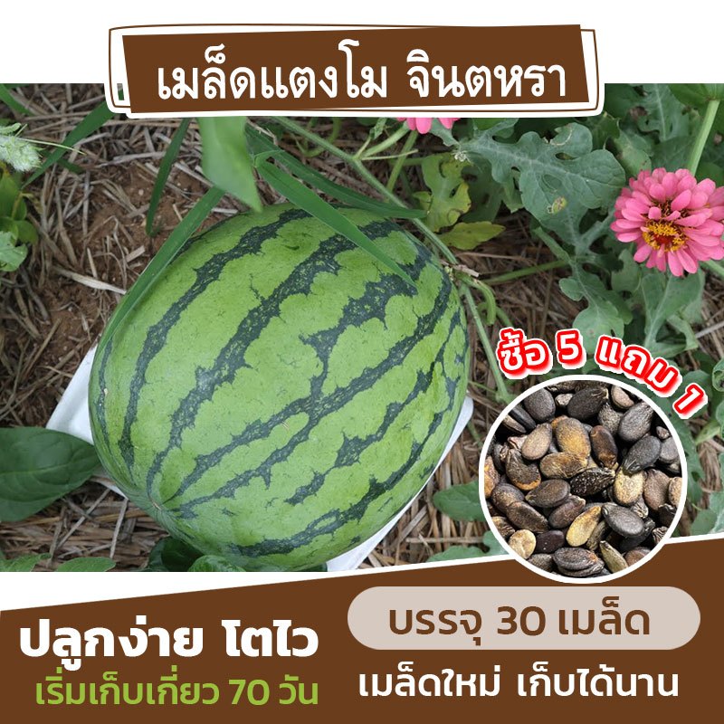 เมล็ดพันธุ์ แตงโม พันธุ์จินตหรา แบ่งขาย 30 เมล็ด (ซื้อ 5 แถม 1)
