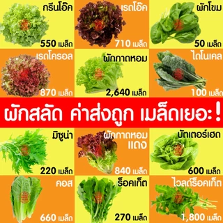 *โค้ดส่งฟรี* ถ้วยปลูกผัก 20/50/100ใบ ถ้วยขาวปลูกผัก ผไฮโดรโปนิกส์ ไฮโดร สลัด salad hydroponic hydro แบบใช้ซ้ำ MAXX