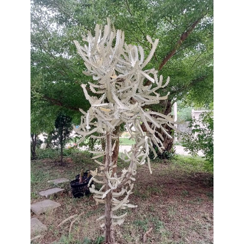 ยูโฟเบีย แลคเทีย (Euphorbia lactea)Dragon Bones (กระดูกมังกร) ขายเป็นท่อน ขนาด 15 ซ.ม. ท่อนละ 15 บาท