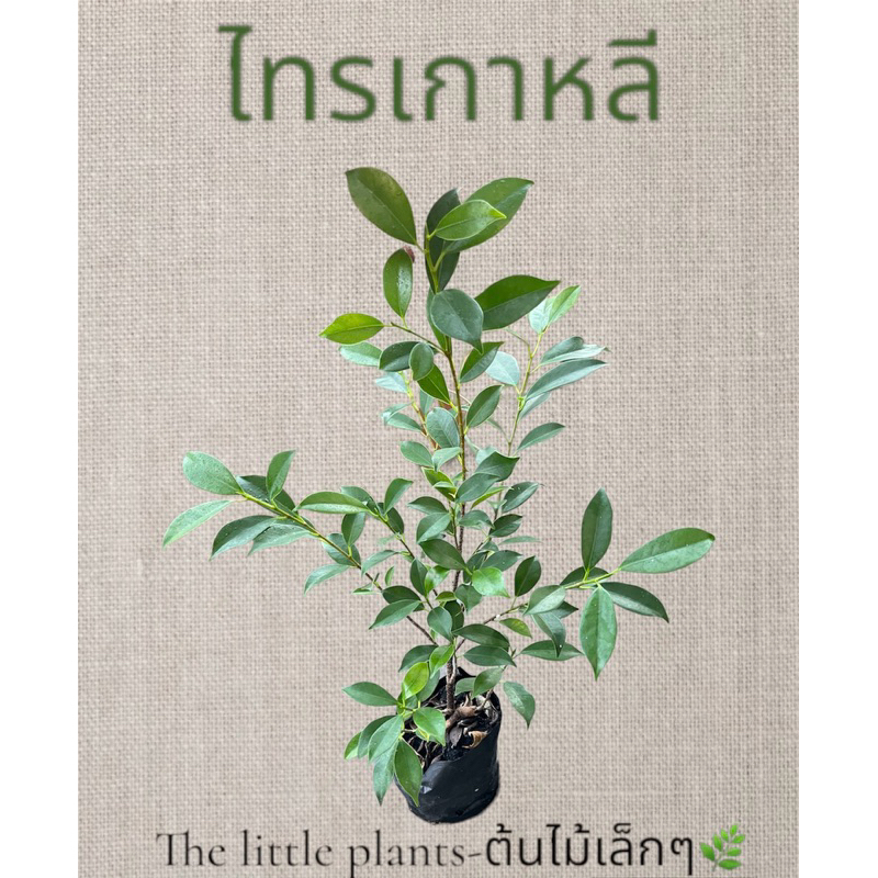 🌿TLP ต้นใหญ่แข็งแรง ค่าส่งถูก‼️ไทรเกาหลี​ปลูก​เป็น​แนว​รั้ว​ต้นสวยสูงแข็งแรง​