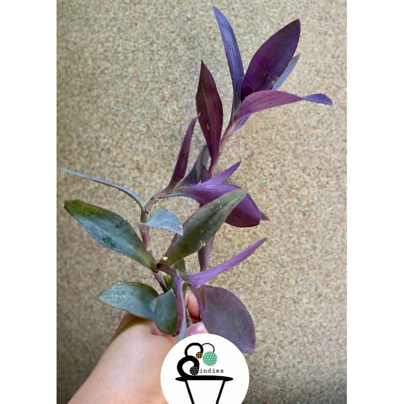 หัวใจสีม่วง/หัวใจราหู Tradescantia pallida