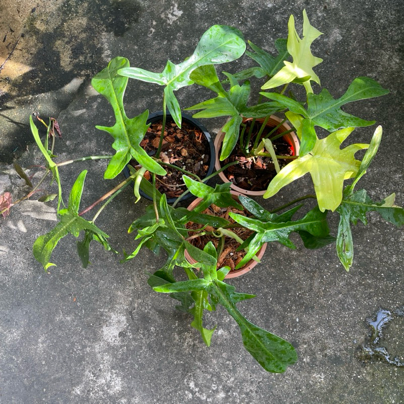 Philodendron Florida Ghost  Philodendron Florida Beauty