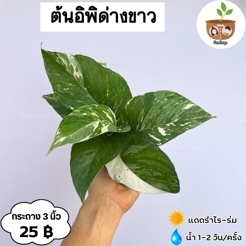 ต้นอิพิด่างขาว จัดส่ง 2 ต้นขึ้นไป คละแบบได้