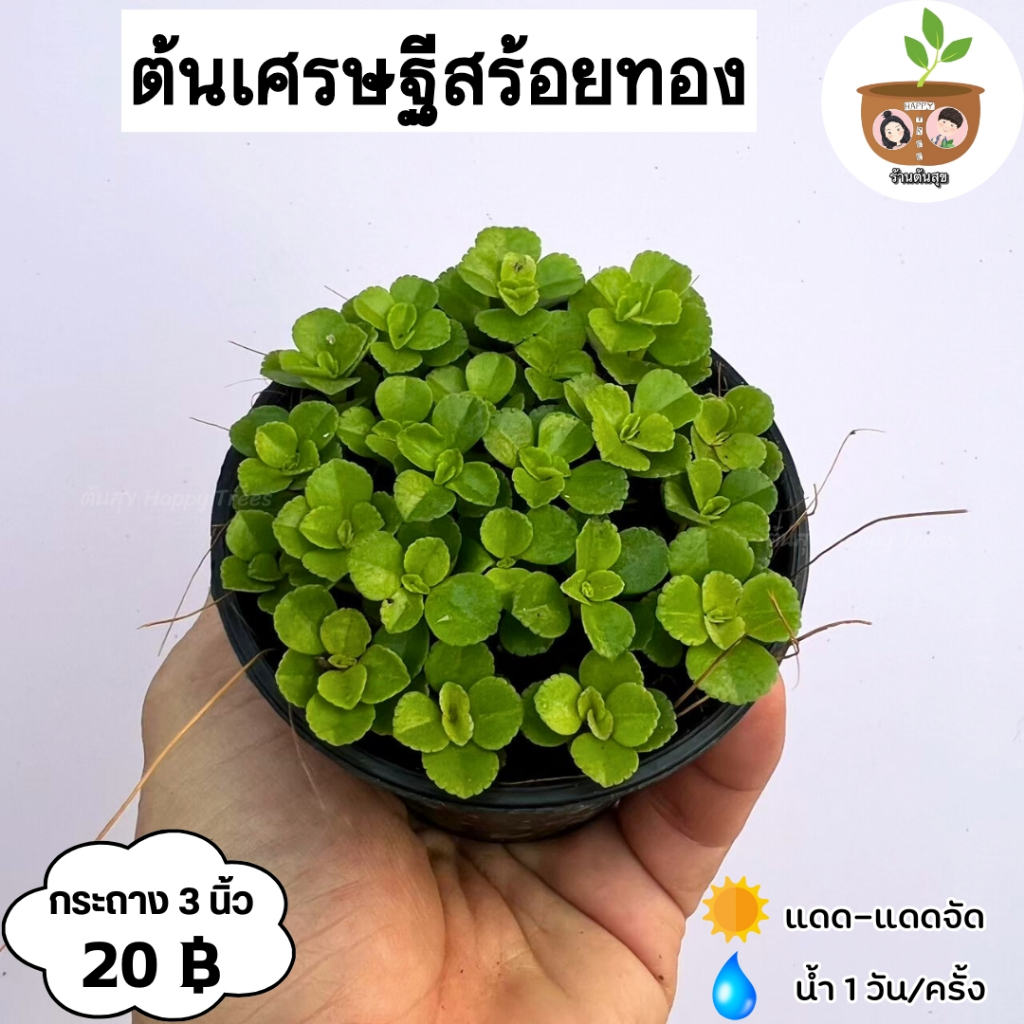 ต้นเศรษฐีสร้อยทอง จัดส่ง 2 ขึ้นไป คละแบบได้ ต้นไม้มงคลจิ๋ว