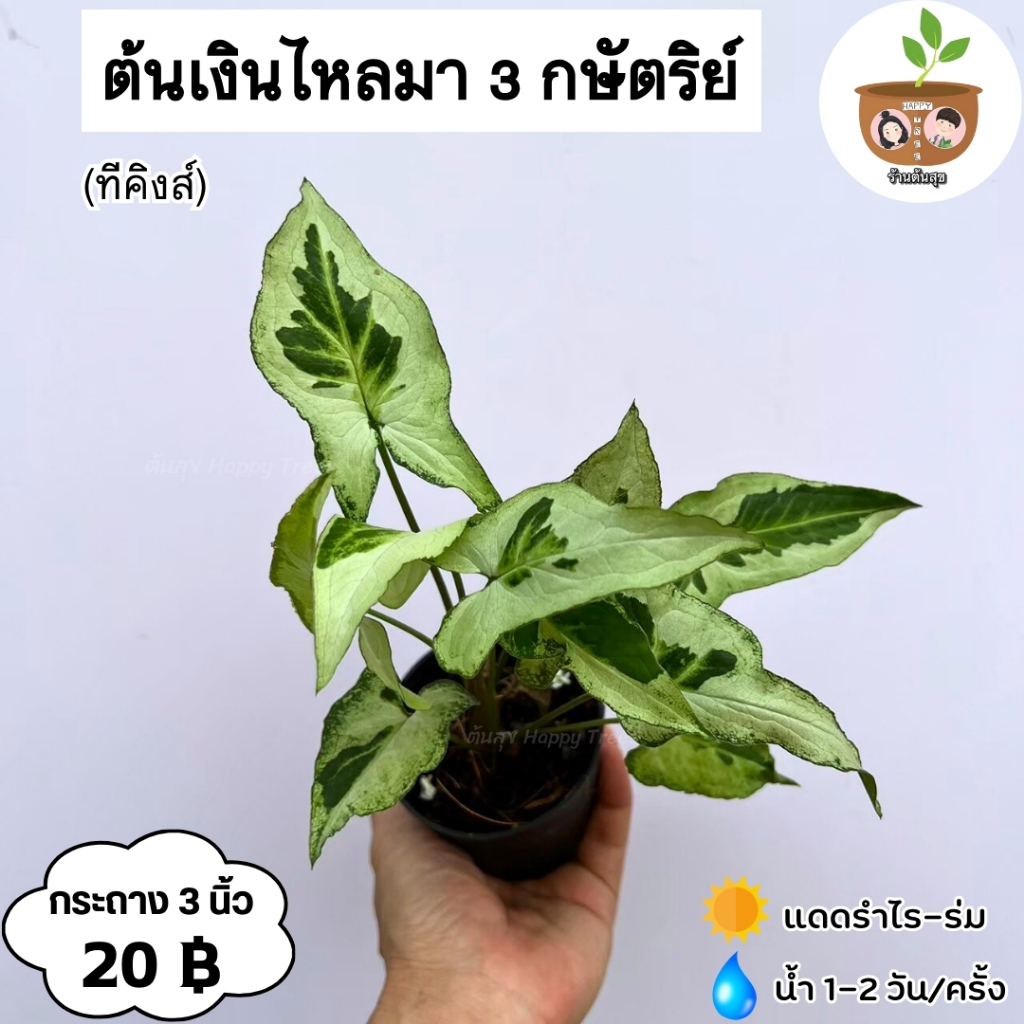 ต้นเงินไหลมา 3 กษัตย์ (ทีคิงส์) จัดส่ง 2 ต้นขึ้นไป คละแบบได้