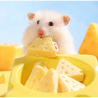 Hambit. ขนมชีสเค้ก สำหรับแฮมเตอร์ ชูการ์ไกร์เดอร์ เม่น ดอร์เม้าส์ เหมาะสำหรับสัตว์เลี้ยงฟันแทะทุกชนิด ชีสจากนมแพะ