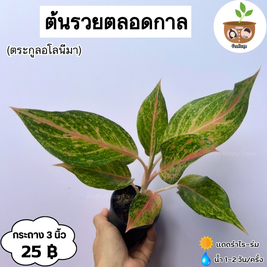 ต้นรวยตลอดกาล จัดส่งตั้งแต่ 2 ต้นขึ้นไป คละแบบได้
