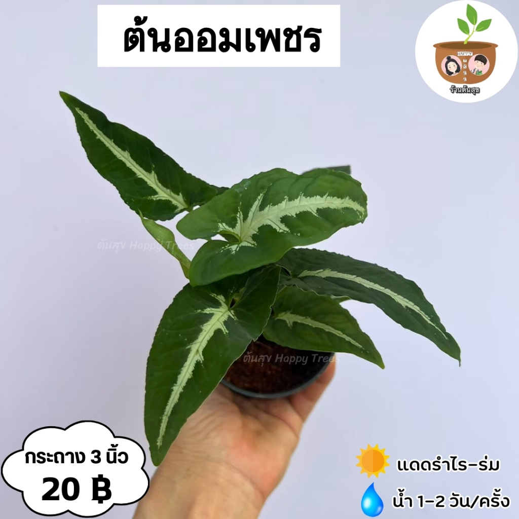 ต้นออมเพชร จัดส่ง 2 ต้นขึ้นไป คละแบบได้