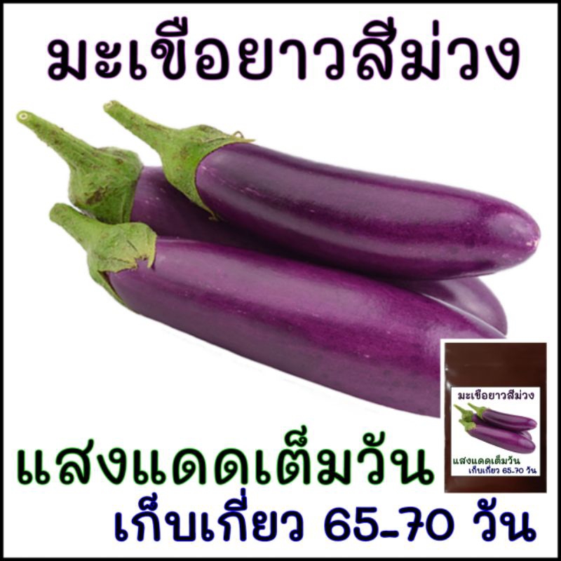 50 เมล็ด เมล็ดพันธุ์ มะเขือยาวสีม่วง
