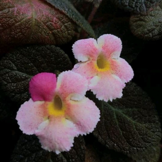 Episcia Star of Bethlehem (สตาร์) ดอกกลายพันธุ์เป็นสีชมพูได้ ดอกชอบกลายพันธุ์เป็นสีชมพู กระถาง4นิ้วค่ะ
