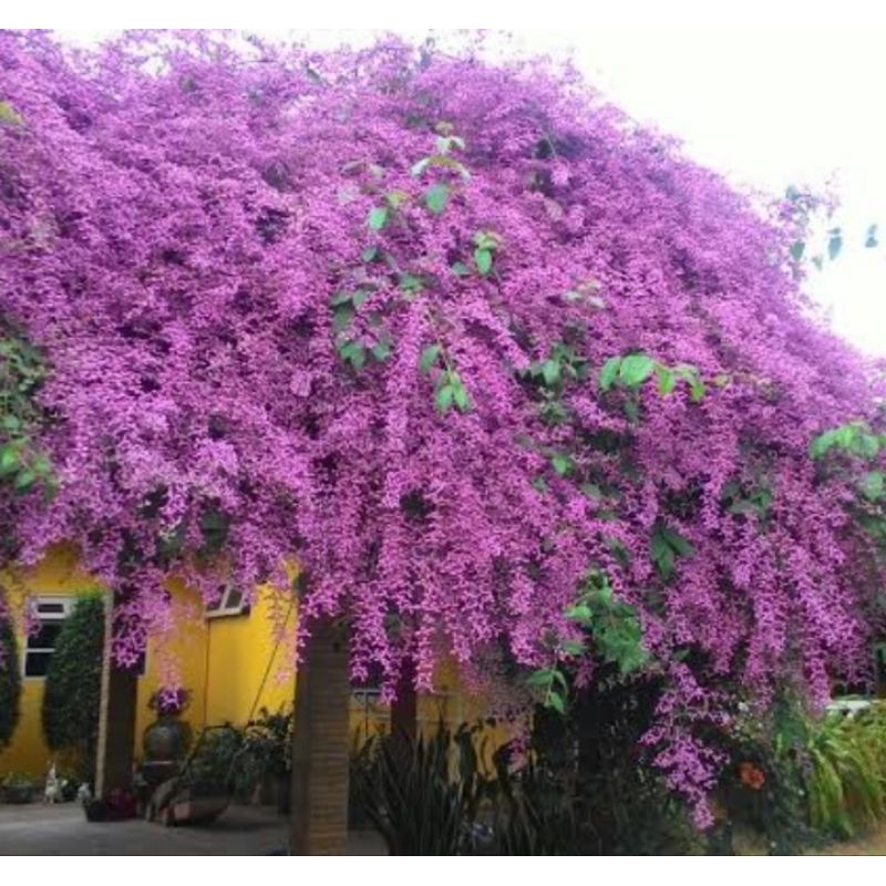 ต้นพวงประดิษฐ์/ตอนกิ่ง60-70ซม./ปีเดียวติดดอกติดดอกดกสวย