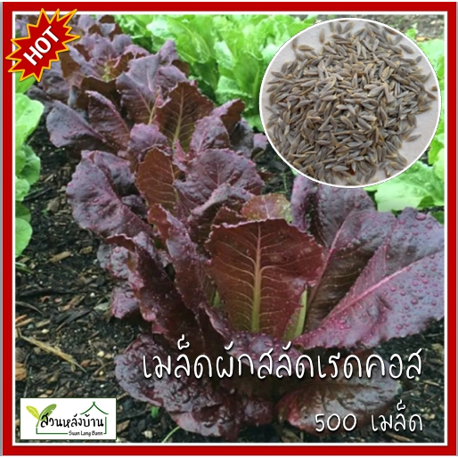 500 เมล็ด ผักสลัดเรดคอส Red Cos เมล็ดผักสลัดเรดคอส ผักสลัด เมล็ดผักสลัด