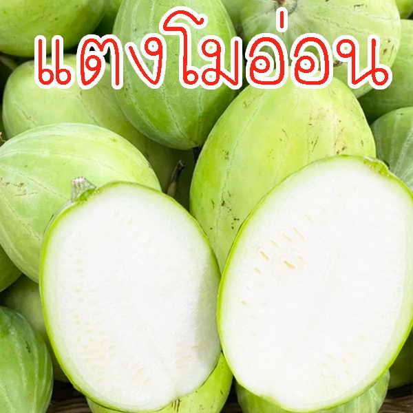แตงโมอ่อน 10แถม1!! ถูกที่สุด10 บ. เมล็ดพันธุ์แตงโมอ่อน 10-60เมล็ด งอกง่าย โตไว ลูกดก ทานอร่อย