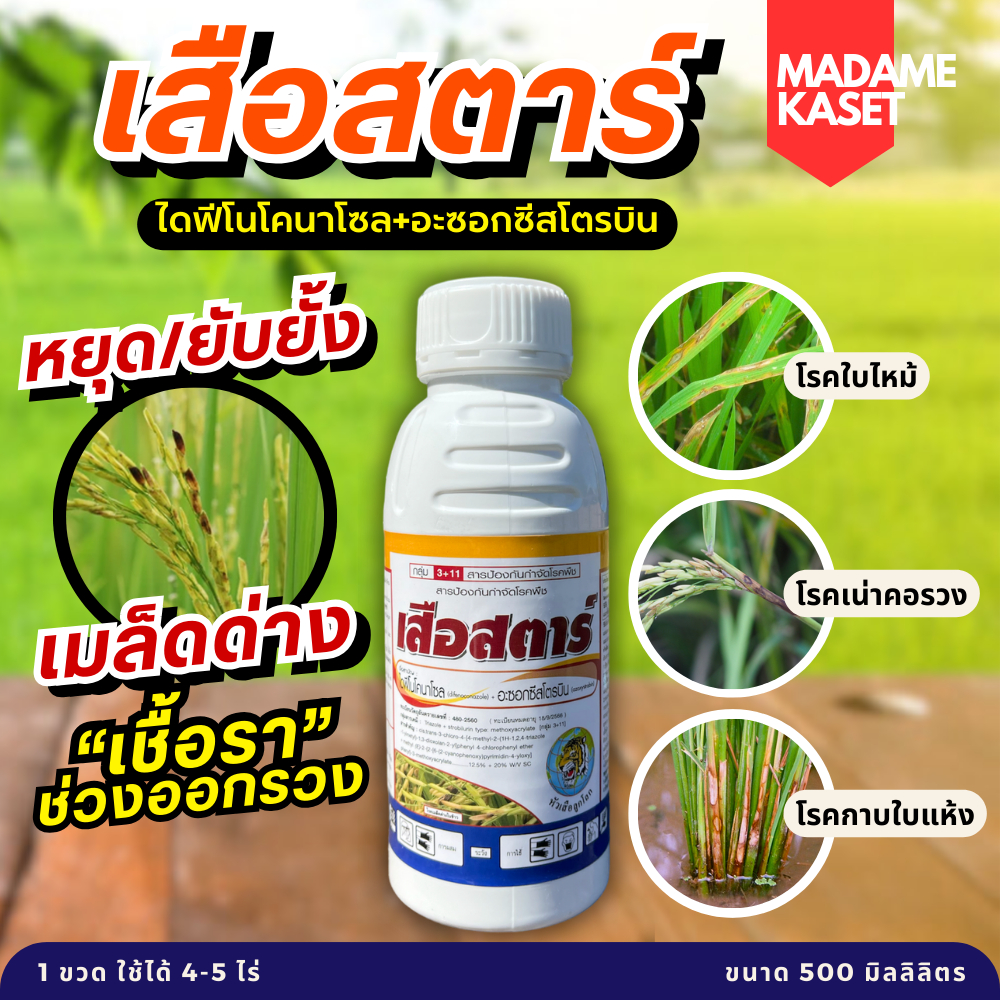 เสือสตาร์ (ไดฟีโนโคนาโซล+อะซอกซีสโตรบิน) 500 ซีซี โรคใบไหม้ เน่าคอรวง เมล็ดด่าง ดอกกระถิน