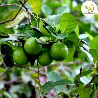 ปุ๋ยอินทรีย์ 100% Organic Fertilizer เร่งการเจริญเติบโต ปุ๋ยผักสวนครัว ไม้ดอก ไม้ประดับ ไม้ผล