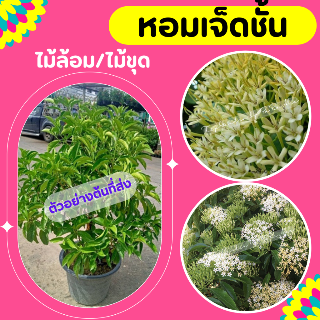 ต้นหอมเจ็ดชั้น #หอมเจ็ดชั้น กระถาง 15"