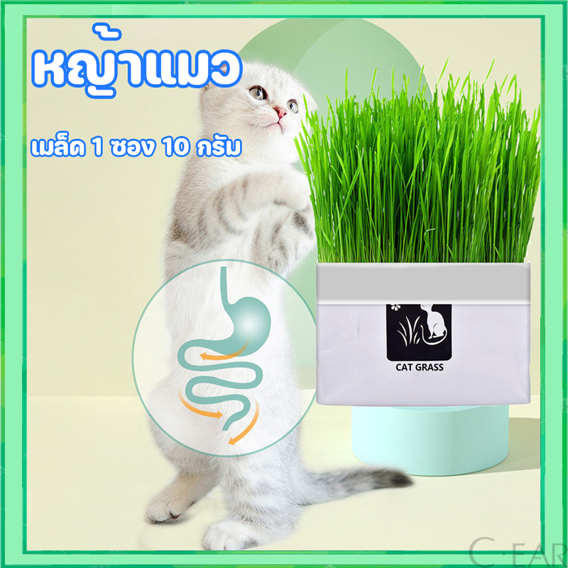 [มือใหม่ก็ปลูกได้ ] แบบถุงปลูกง่ายแค่เติมน้ำ ต้นอ่อนข้าวสาลี ออแกนิกส์ ต้นอ่อนข้าวสาลี หญ้าเเมว หญ้าเเมว สำหรับสัตว์เลี้