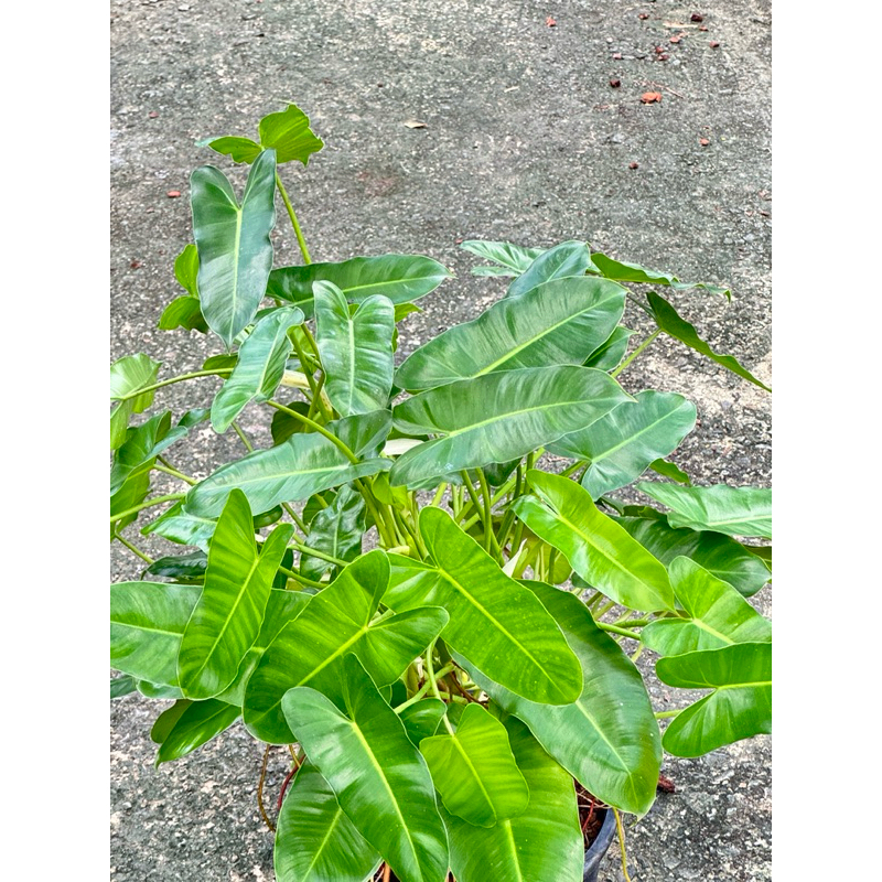 มุมมอง 3