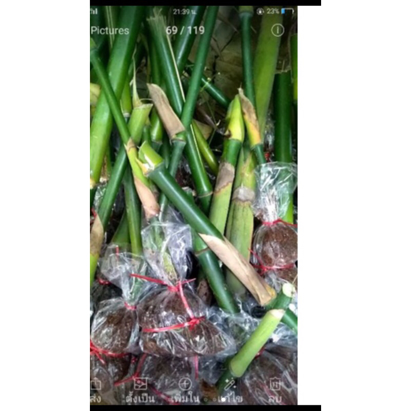 ไผ่กิมซุงโปรเด็ด 14. กิ่ง. 195. บาท. เฉพาะฤดูฝนนี้. กิ่งพันธ์ไผ่หอมซุง 12กิ่ง