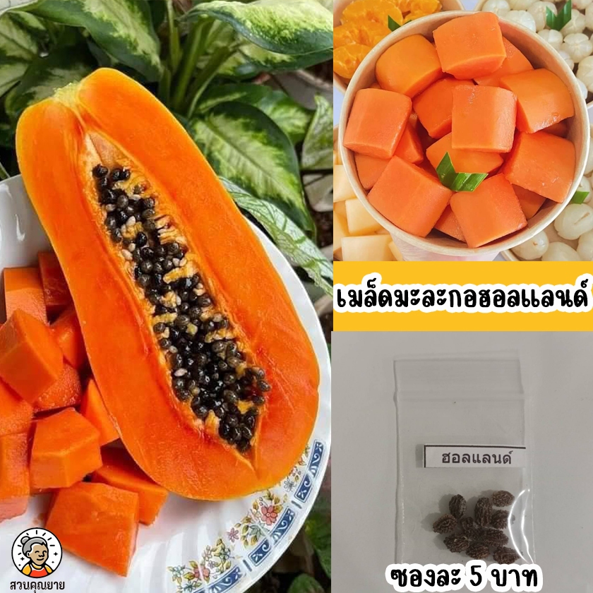 เมล็ดมะละกอฮอลแลนด์  นิยมทานสุก เนื้อแน่น หวานตลอดผล เป็นที่นิยมของตลาด