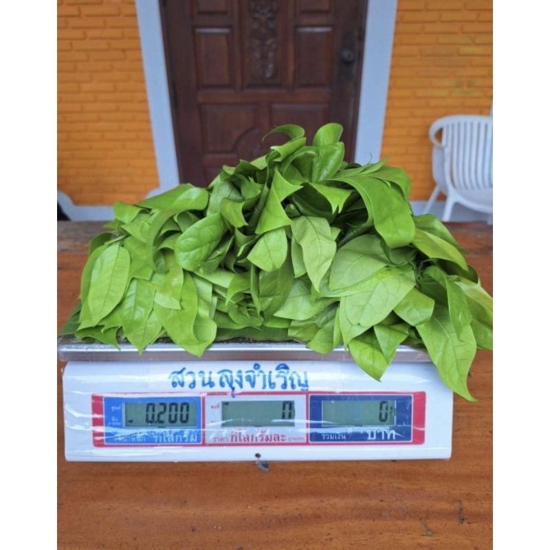 ผักเหลียง ใบเหลียง น้ำหนัก 200 กรัม ราคาถูกคุณภาพดี เก็บสดทุกวัน สวนลุงจำเริญ