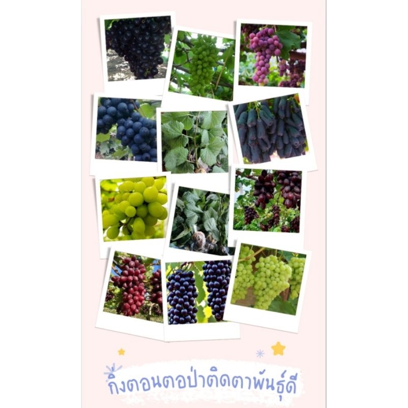 สินค้ามีพร้อมส่ง องุ่น ต้นองุ่น กิ่งตอนตอป่าติดตาพันธุ์ดี