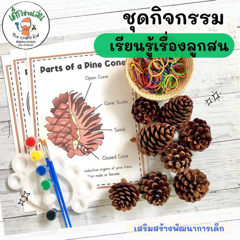 ชุดลูกสนพร้อมใบงาน ชุดกิจกรรมเรียนรู้เรื่องลูกสน กิจกรรมแนวมอนเตสซอรี่ Montessori sensory play senso