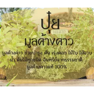 ค้างคาวทอง ปุ๋ยค้างคาว [ขี้หนัก] รอดทุกต้น แตกยอดสวยใบเขียว