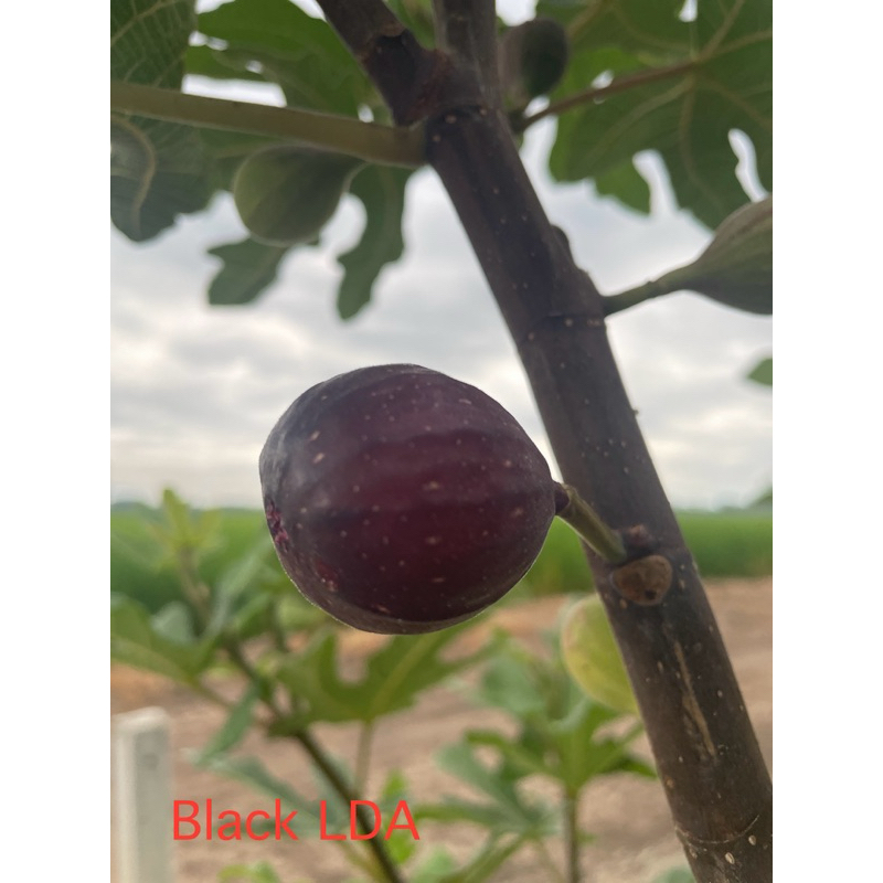 มะเดื่อฝรั่ง Fig พันธุ์ Black LDA ต้นใหญ่1ต้น/ออเดอร์