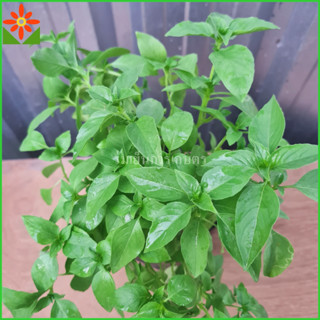 ต้นแมงลัก ต้นใบแมงลัก แมงลัก ในถุงดำ 5.5 นิ้ว