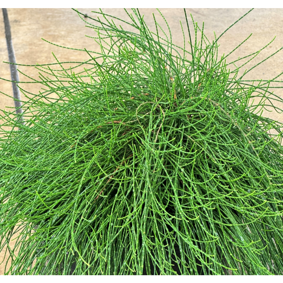 มุมมอง 2